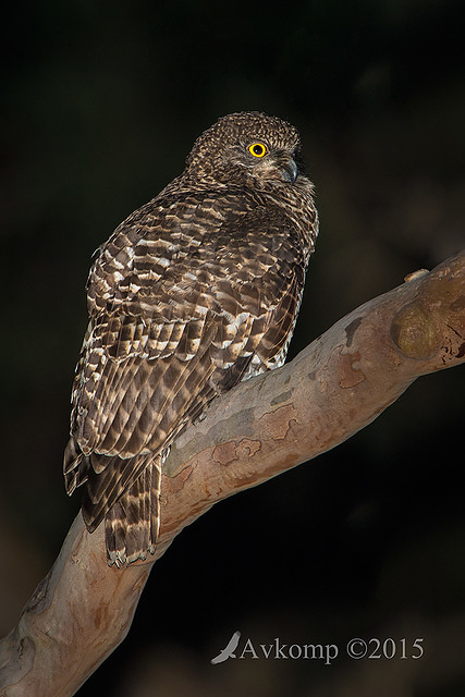 powerful owl 3589