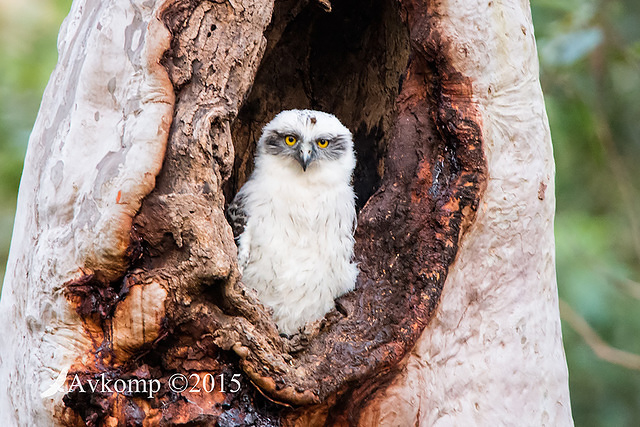 powerful owl 3610