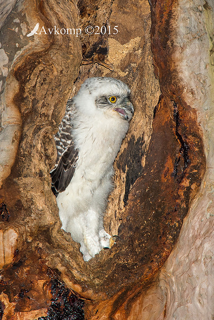 powerful owl 3618