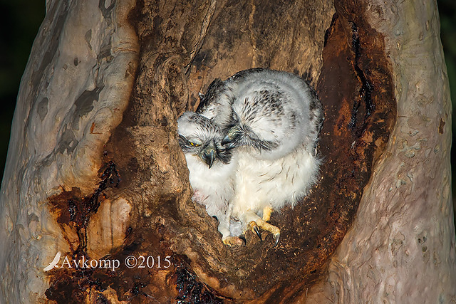 powerful owl 3647