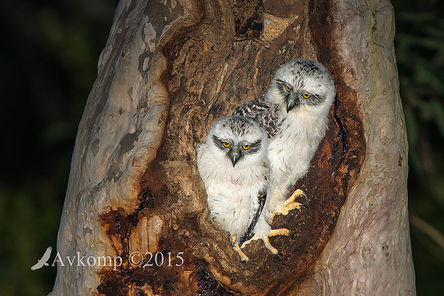 powerful owl 3657