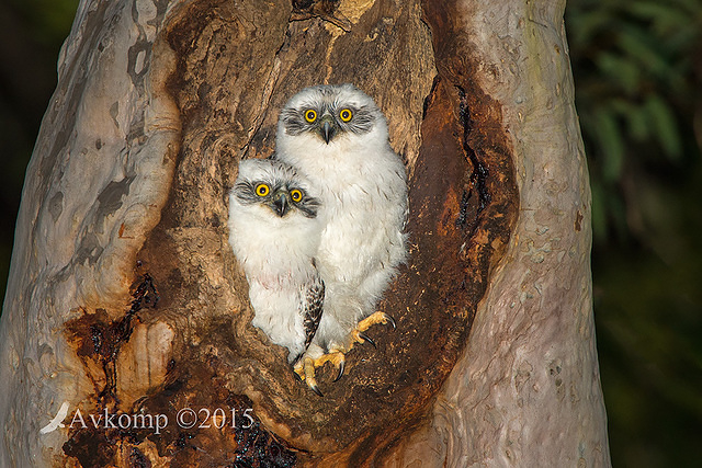 powerful owl 3668