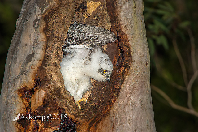 powerful owl 3672