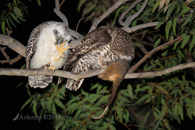 powerful owl 3688