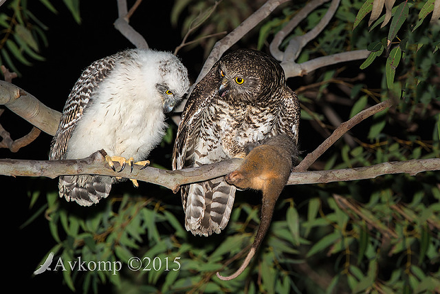 powerful owl 3689