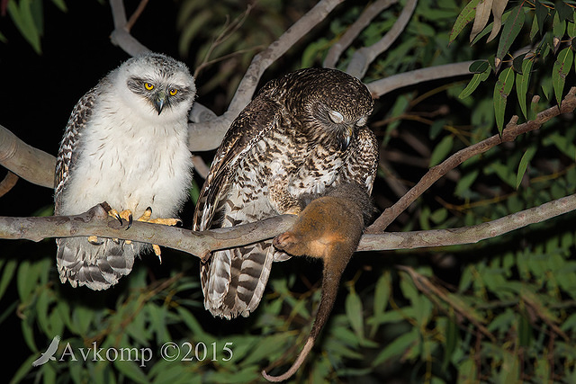 powerful owl 3690