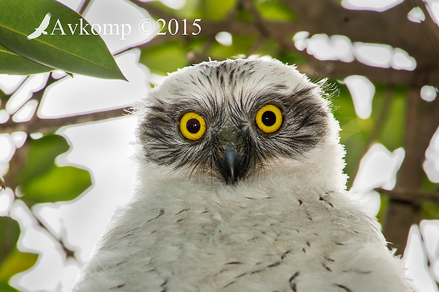 powerful owl 3707