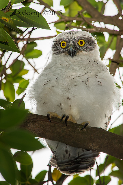 powerful owl 3714