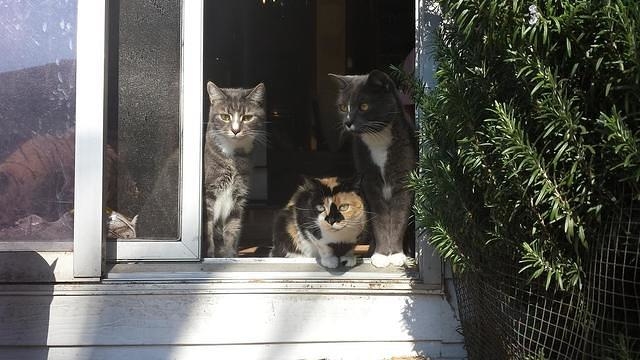 3 cats 8093