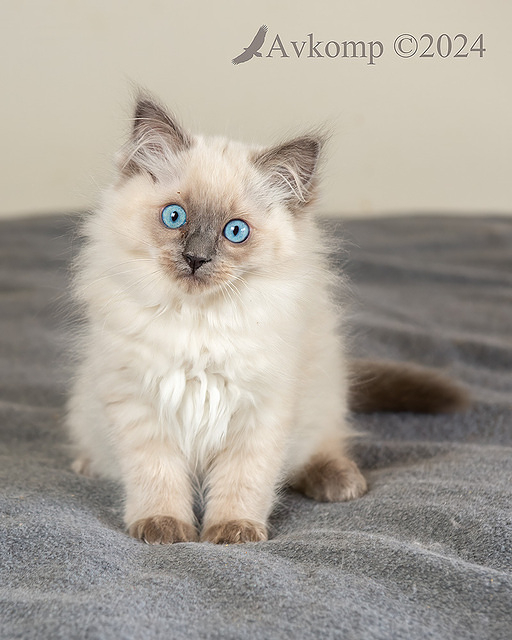 brown collar 12125-2