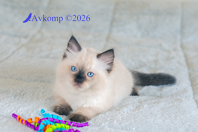 dark blue collar 13980