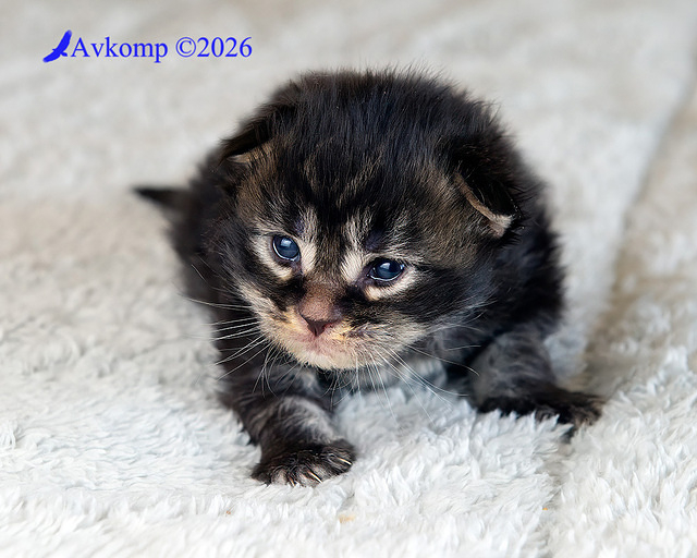 dark blue collar 14000