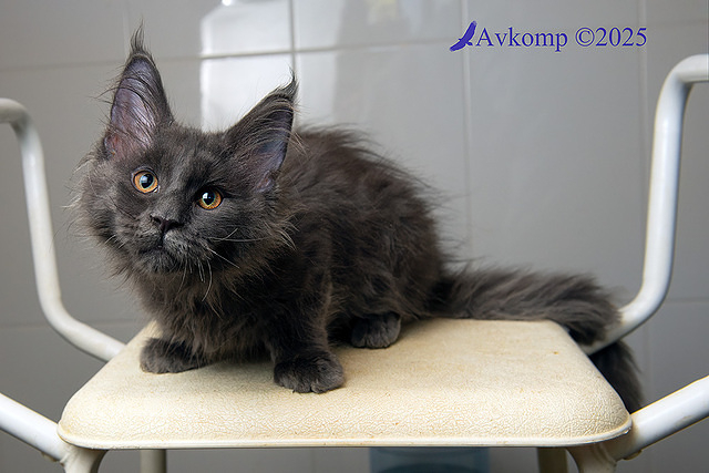 dark blue collar 12626