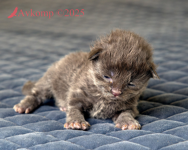 hot pink collar 12377