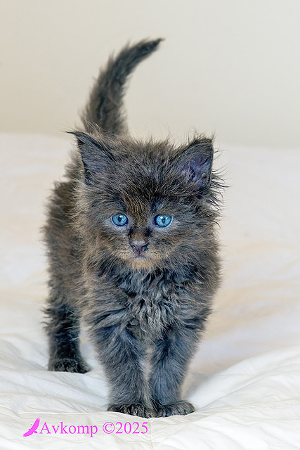 hot pink collar 12425