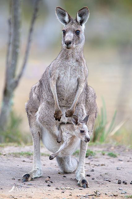 kangaroo 13706