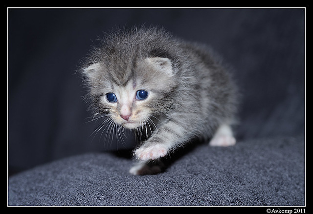 kittenr0171