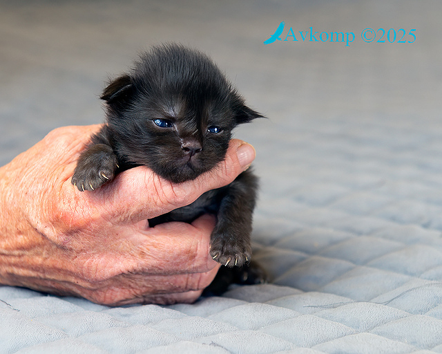 light blue collar 13602