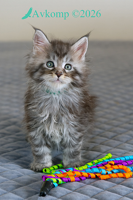 light blue collar 13844