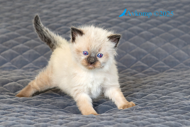 light blue collar13501