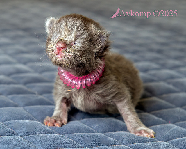 light pink collar 12361