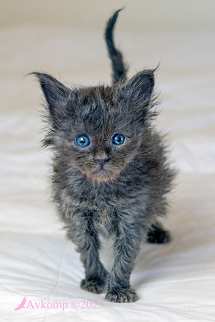 light pink collar 12406a