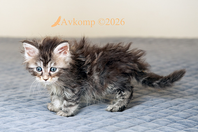 light pink collar 13856