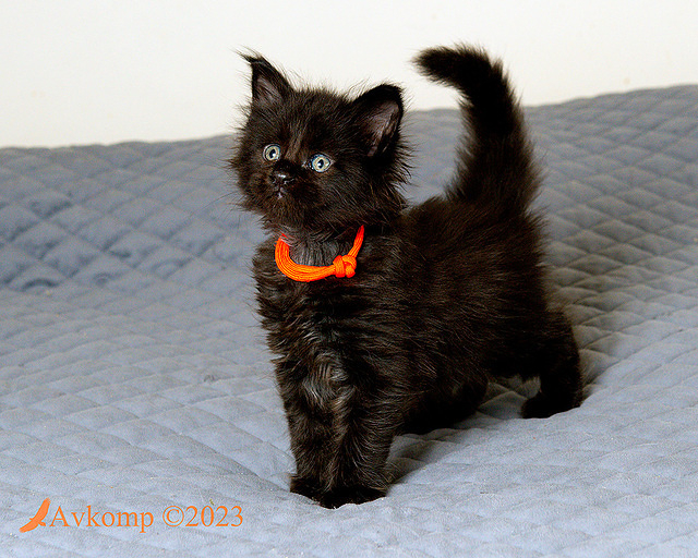 orange collar 10103