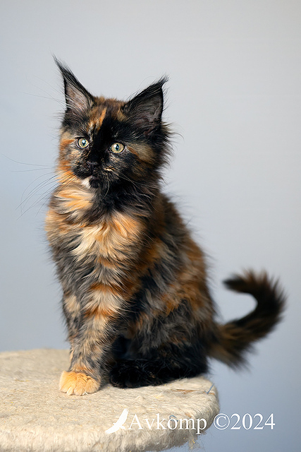 tortie 11623