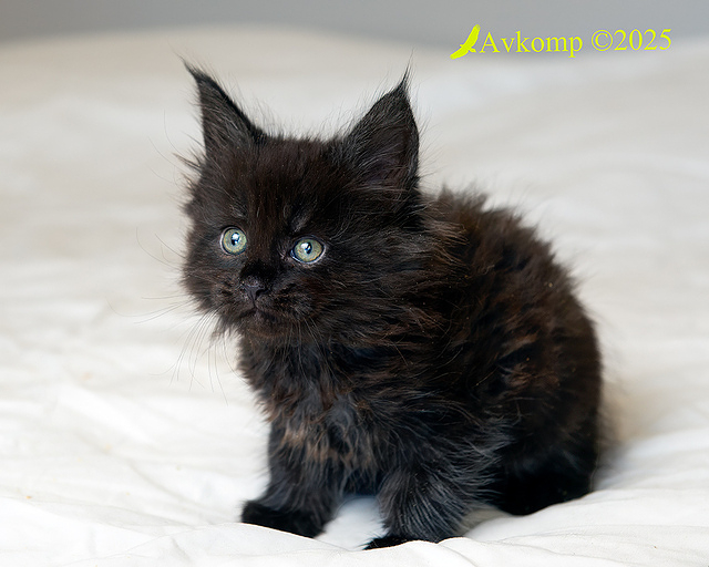 yellow colllar 12887