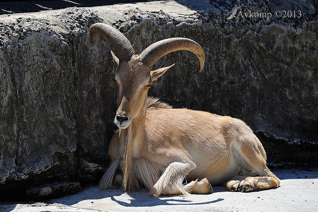 barbary sheep 5904