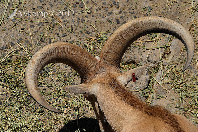 barbary sheep 5906