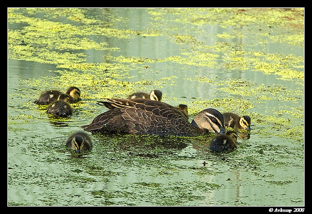 black duck and ducklings 1016