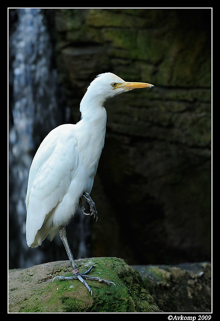 cattle egret 4449