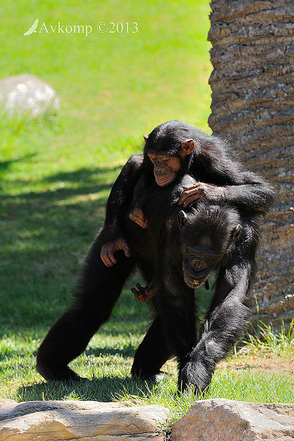 chimpanzee 5912