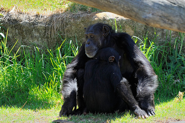 chimpanzee 5916