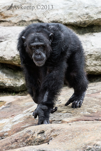 chimpanzee 6247