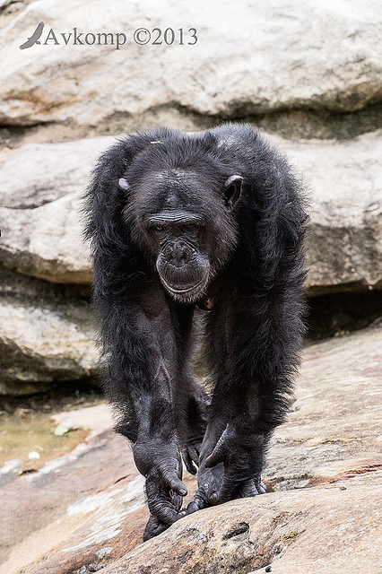 chimpanzee 6248