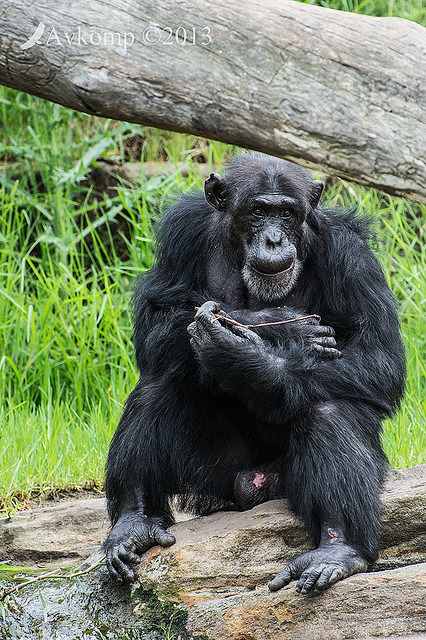 chimpanzee 6251