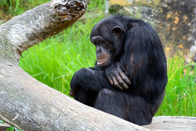 chimpanzee 6254