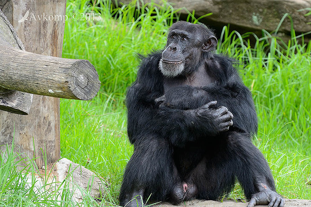 chimpanzee 6259