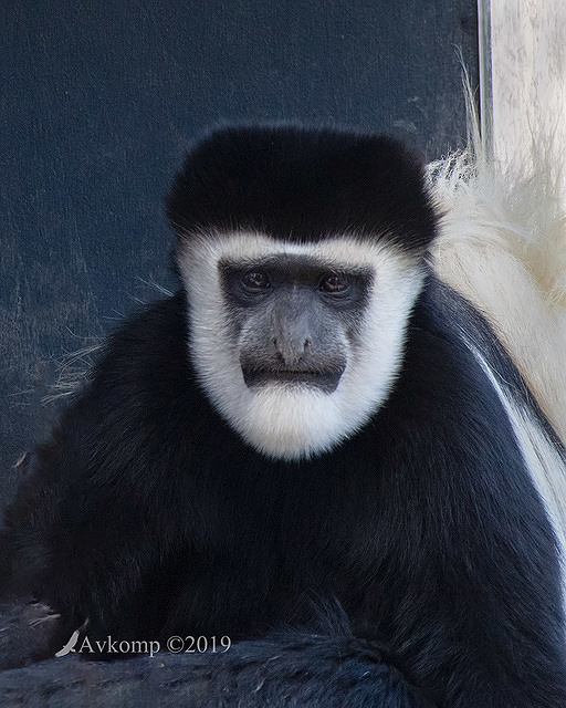 colobus 1577-01