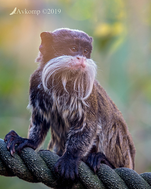 emperor tamarin1320-01