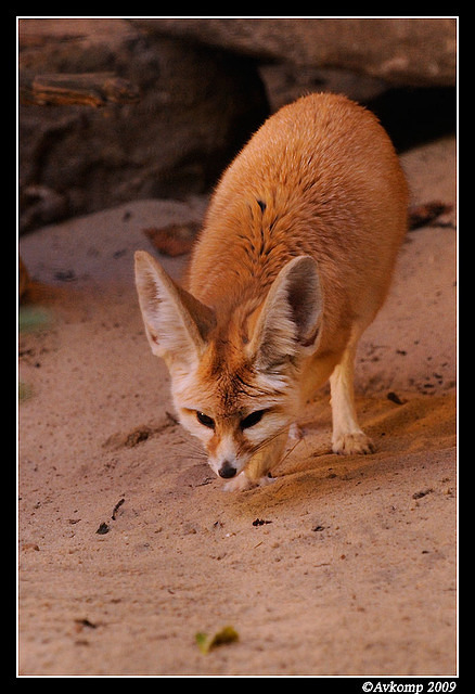 fennec fox 4447