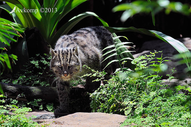 fishing cat5801