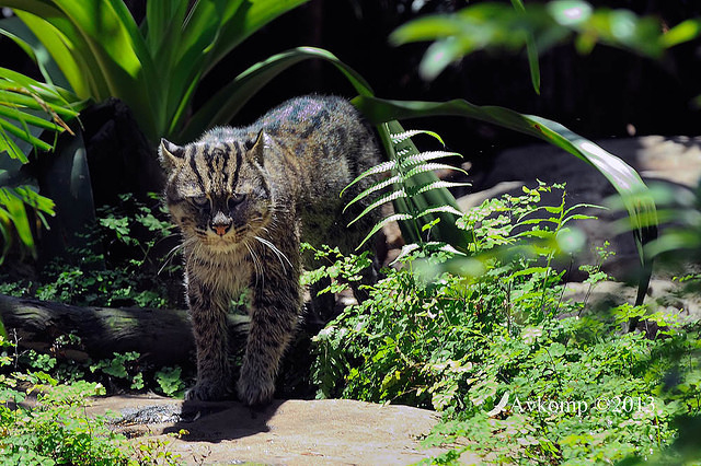 fishing cat5802