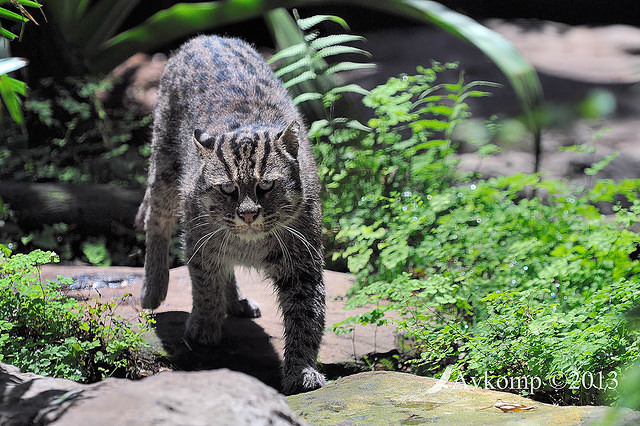 fishing cat5816