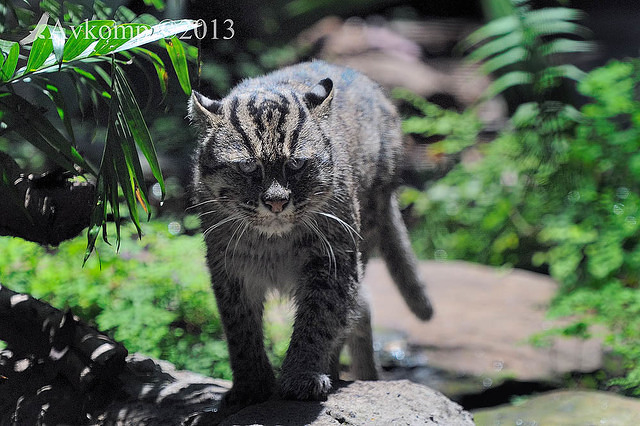 fishing cat5818