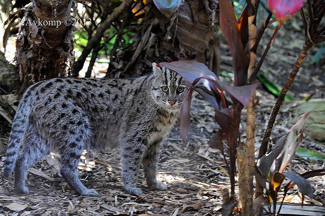 fishing cat5832