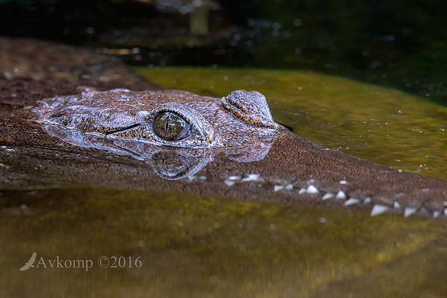 freshwater croc 8230